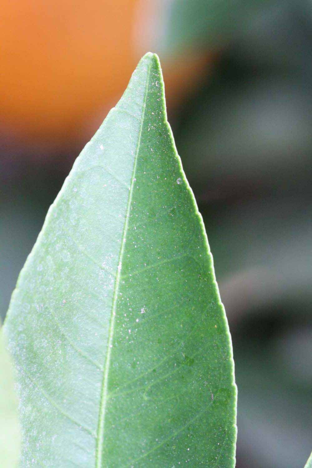              Margin (Riverside, CA)       